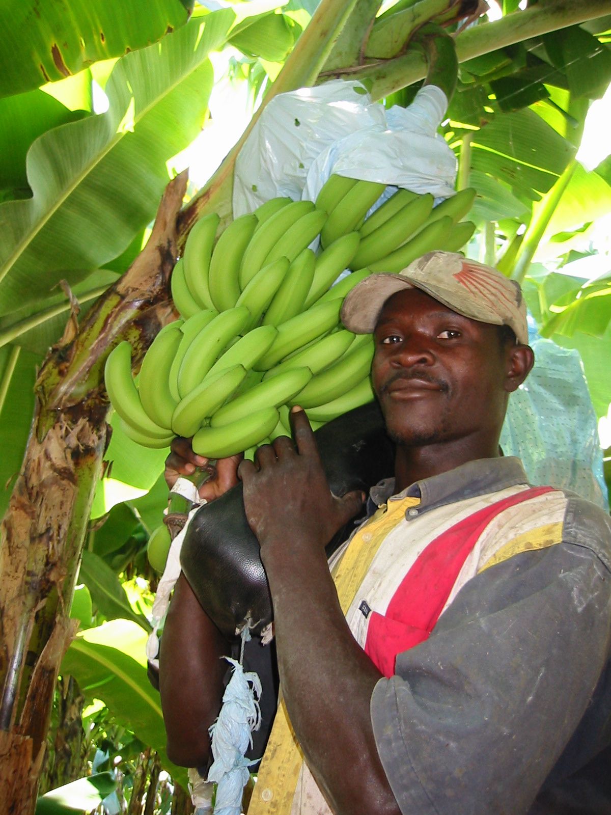 banana grower (c) Fairtrade Foundation